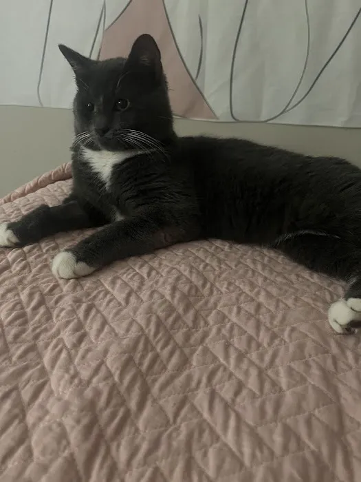 Thornton Animal Hospital Picture 6