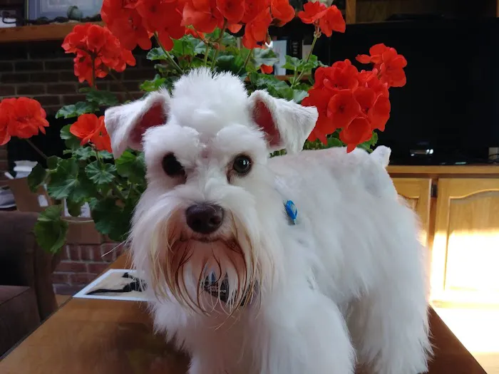 Thornton Animal Hospital Picture 4