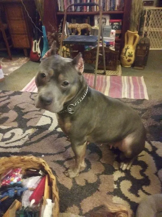 Thornton Animal Hospital Picture 8