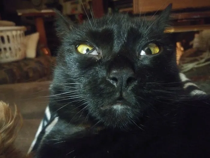 Thornton Animal Hospital Picture 5