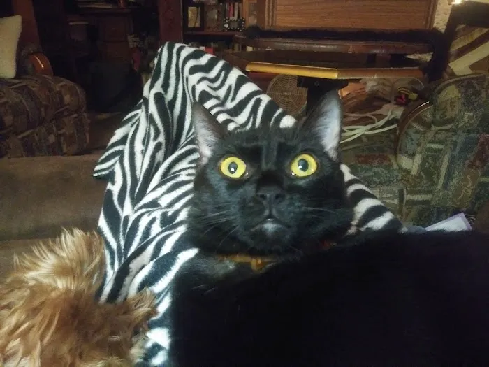 Thornton Animal Hospital Picture 7