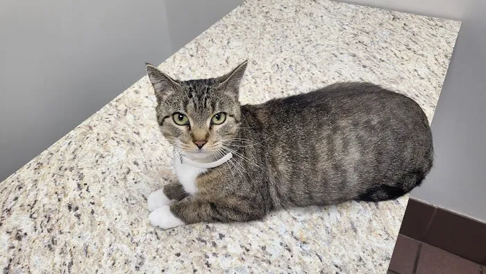 Thornton Animal Hospital Picture 9