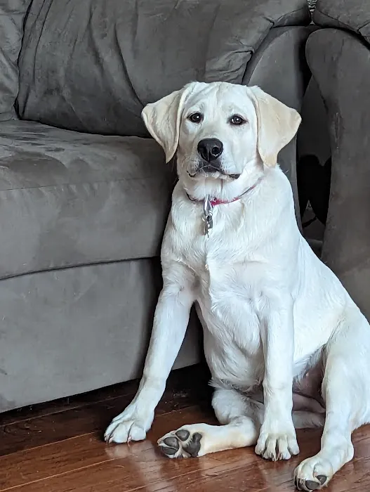 Thornton Animal Hospital Picture 10