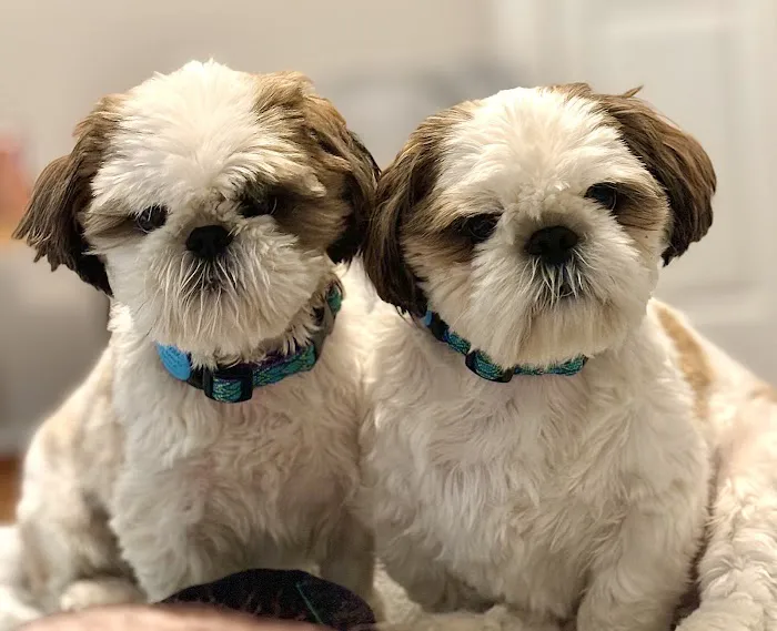 Countryside Veterinary Clinic Picture 1