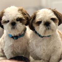 Countryside Veterinary Clinic ico