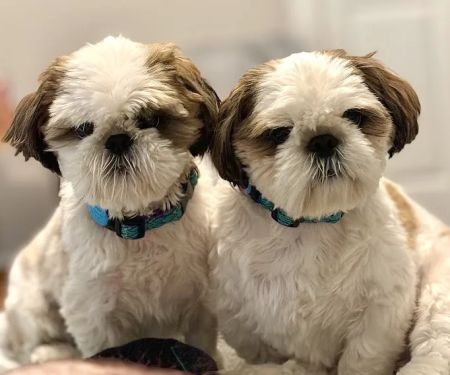 Countryside Veterinary Clinic