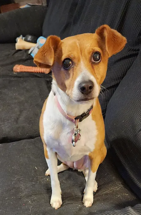 Countryside Veterinary Clinic Picture 3