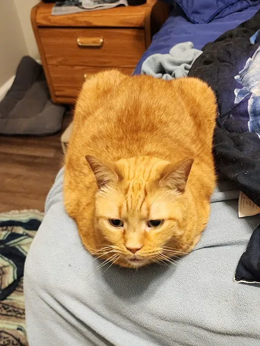 Countryside Veterinary Clinic Picture 6