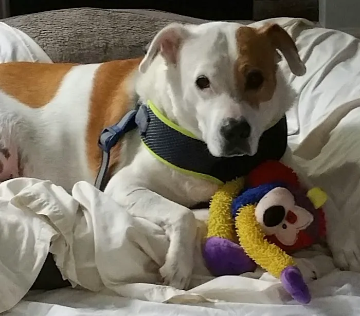 Countryside Veterinary Clinic Picture 8