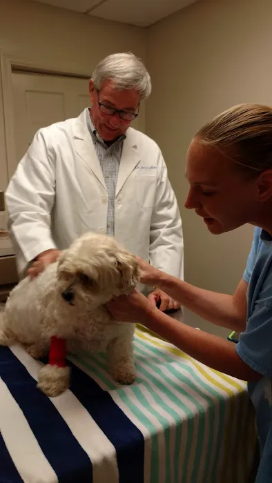 Colley Jere DVM Picture 2