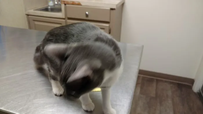 Opelika Animal Hospital Picture 3