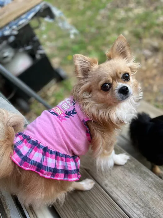 Opelika Animal Hospital Picture 4