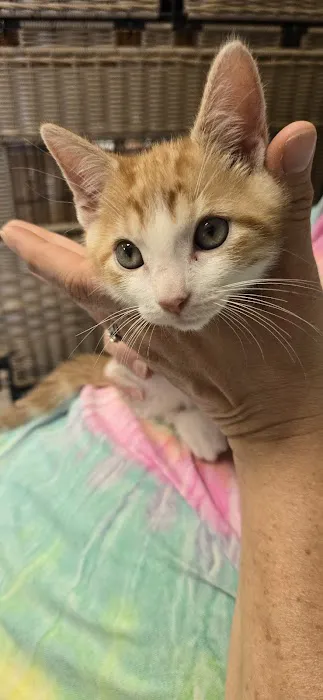 Opelika Animal Hospital Picture 1