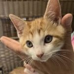 Opelika Animal Hospital