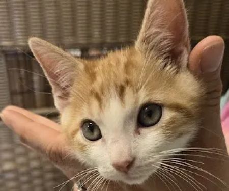 Opelika Animal Hospital