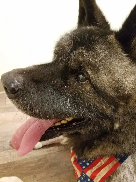 Opelika Animal Hospital Picture 6