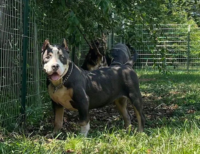 Opelika Animal Hospital Picture 8