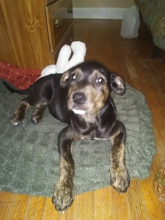 Opelika Animal Hospital Picture 10