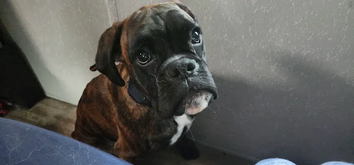 Cataula Veterinary Hospital Pc Picture 6