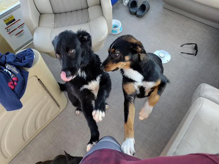 Cataula Veterinary Hospital Pc Picture 9