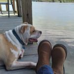 Hendricks Animal Clinic Inc