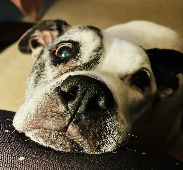 Hendricks Animal Clinic Inc Picture 5