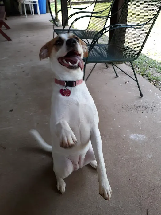 Hendricks Animal Clinic Inc Picture 10