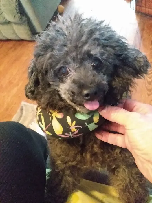 Hendricks Animal Clinic Inc Picture 8