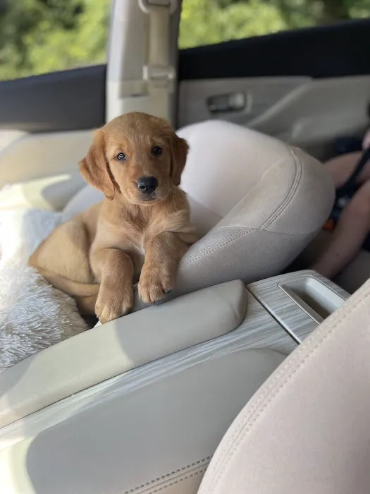 Vet to Pet Services Picture 2