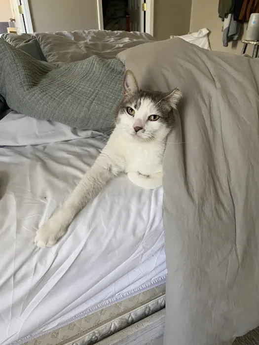 Vet to Pet Services Picture 1