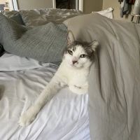 Vet to Pet Services ico