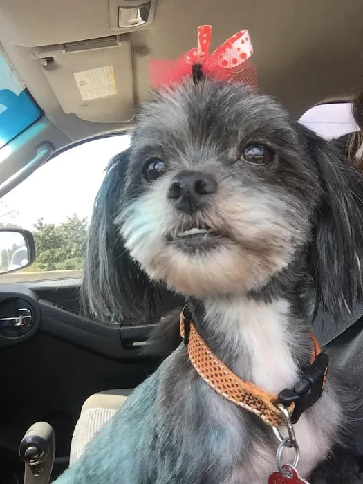 Vet to Pet Services Picture 5