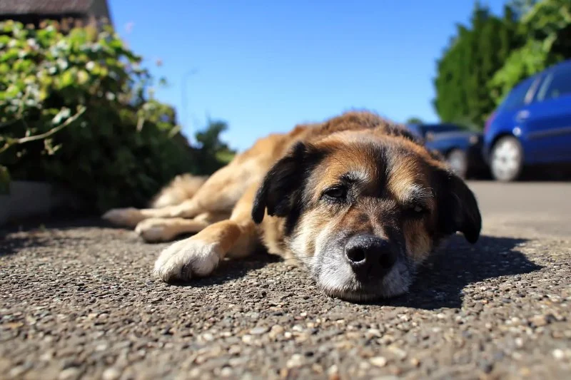 How to Prevent and Treat Heatstroke in Dogs During Summer: A Complete Guide