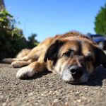 How to Prevent and Treat Heatstroke in Dogs During Summer: A Complete Guide