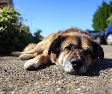 How to Prevent and Treat Heatstroke in Dogs During Summer: A Complete Guide