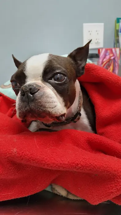 Woodbury Animal Clinic Picture 1