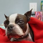 Woodbury Animal Clinic