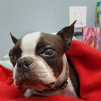 Woodbury Animal Clinic ico