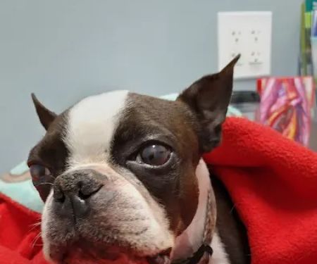 Woodbury Animal Clinic