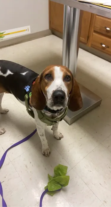 Shelby Animal Clinic Picture 5