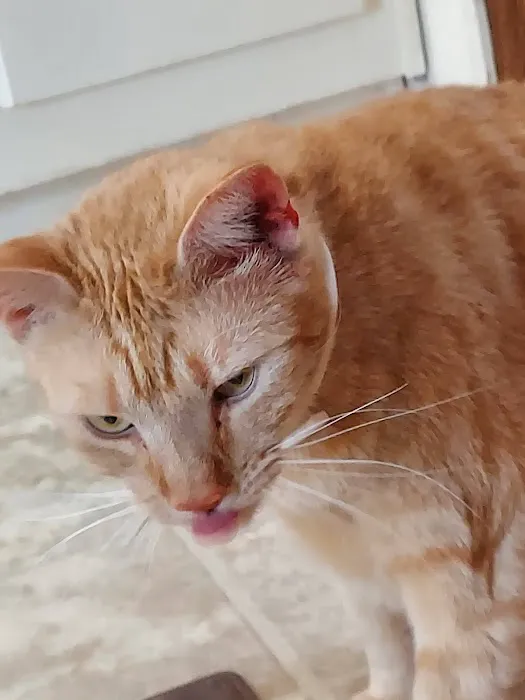 Shelby Animal Clinic Picture 9