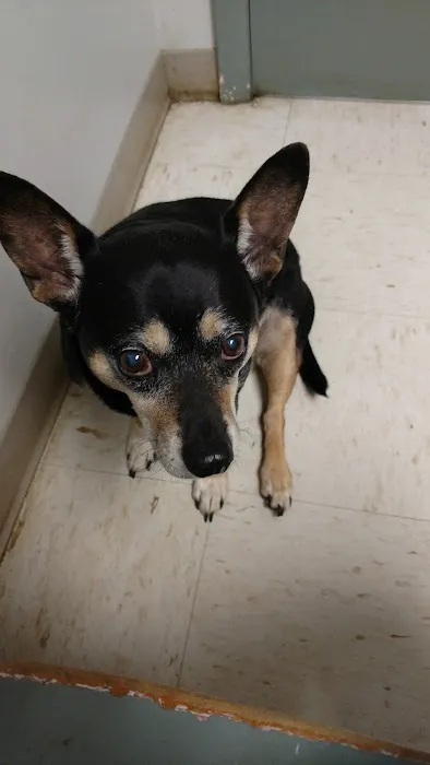 Shelby Animal Clinic Picture 8