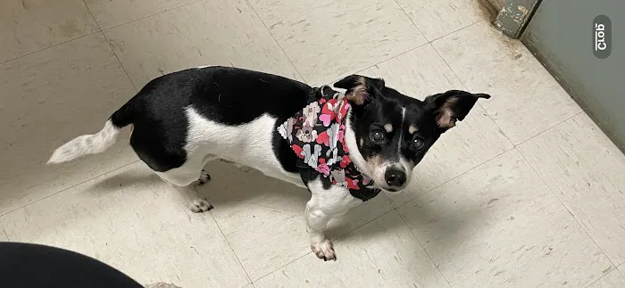 Shelby Animal Clinic Picture 10