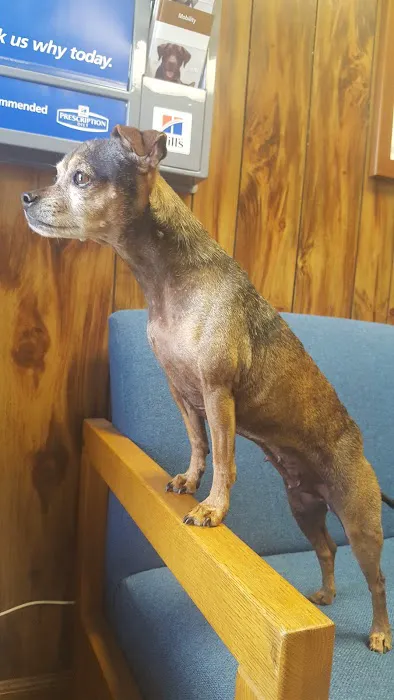 Alabaster Animal Clinic Picture 4