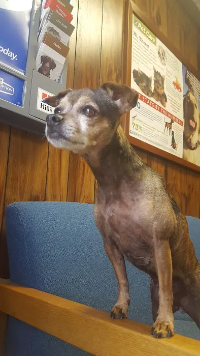 Alabaster Animal Clinic Picture 1