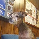 Alabaster Animal Clinic