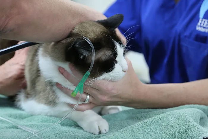 Helena Veterinary Clinic Picture 7