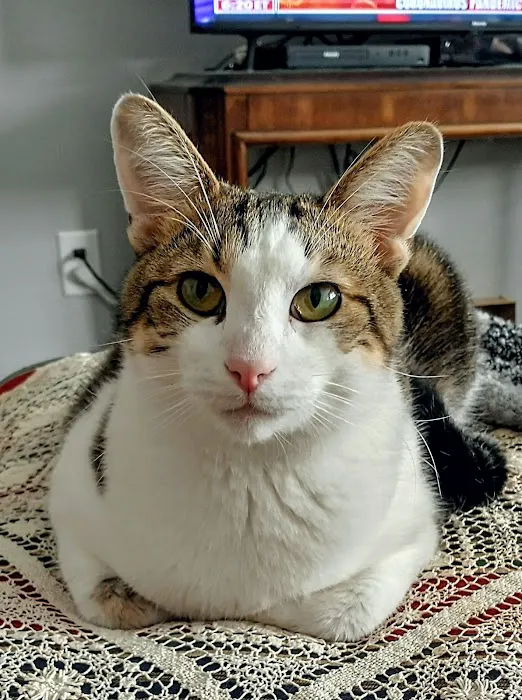 Helena Veterinary Clinic Picture 9