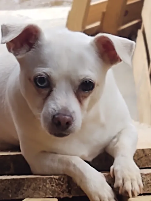 Bluebonnet Animal Clinic Inc Picture 1