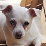 Bluebonnet Animal Clinic Inc